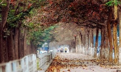 Ngọt ngào chớm đông Hà Nội