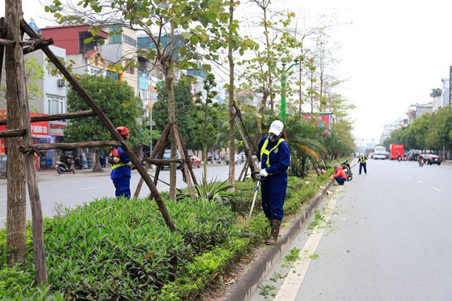 Hà Nội: Sẽ trồng mới 250.000 cây bóng mát trên các tuyến đường đô thị