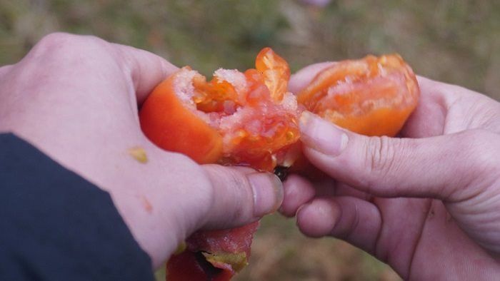 Phiên chợ ném cà chua để cầu may ở Thanh Hoá