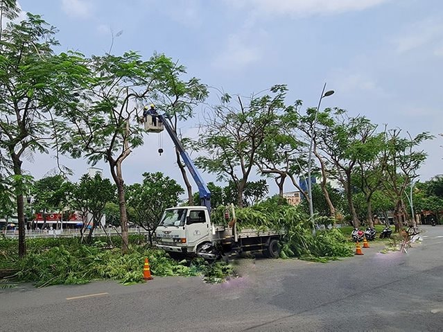 Hà Nội: Ủy quyền thủ tục cấp giấy phép chặt hạ, dịch chuyển cây xanh cho UBND cấp huyện