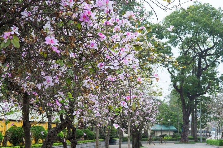 Hoa Ban nở gọi Xuân về