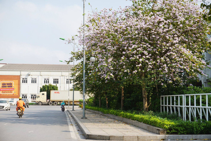 Những địa điểm check in hoa ban “đẹp như tranh” ở Hà Nội