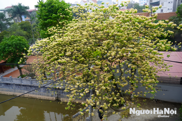 Ghé chùa Hà Trì ngắm vẻ đẹp mong manh của hoa bún