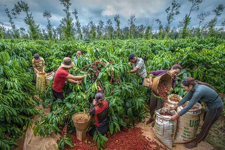 Triển lãm “Buôn Ma Thuột – Vùng đất của hạt cà phê Robusta ngon nhất thế giới”