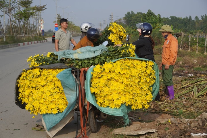 Vùng trồng hoa lớn nhất Thủ đô hối hả những ngày giáp Tết