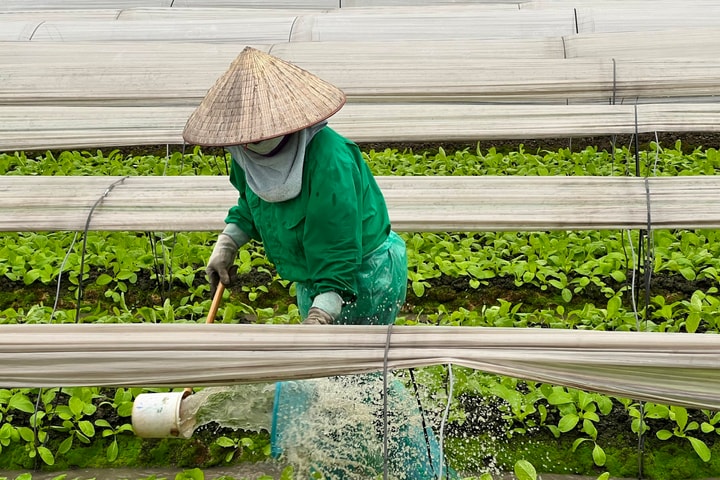 Một ngày ở vùng trồng rau Đông Anh (Hà Nội)