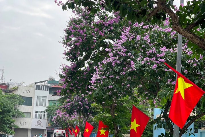 Mùa hoa bằng lăng Hà Nội