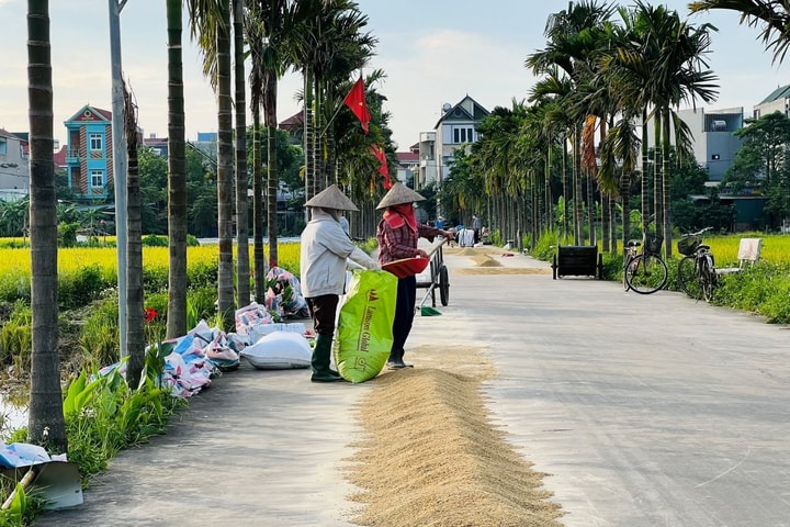 Người dân ngoại thành Hà Nội hối hả vào vụ gặt