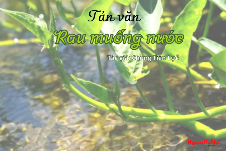 [Podcast]: Rau muống nước