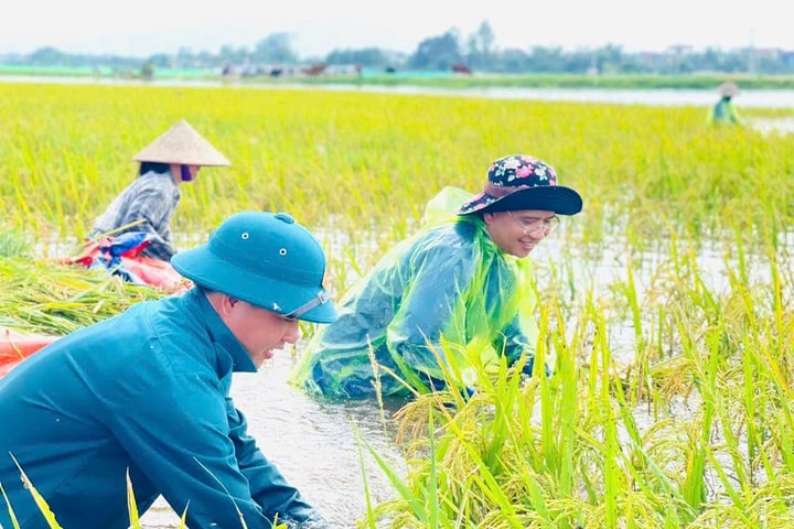 Hà Nội: Xúc động thanh niên tình nguyện “cứu” lúa cho đồng bào mùa mưa bão