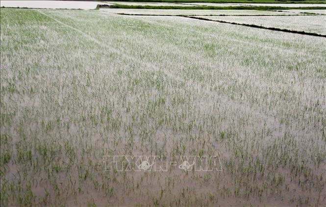 Bão số 1: Mưa lũ làm 7 người chết, gần 63.000 ha đất nông nghiệp bị ngập úng