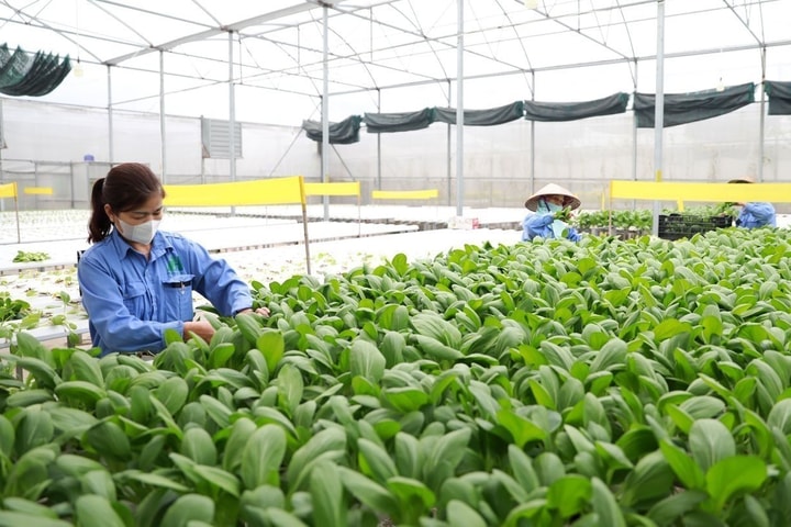 Chương trình khuyến nông TP. Hà Nội giai đoạn 2026-2030: Ưu tiên vùng sản xuất nông nghiệp tập trung