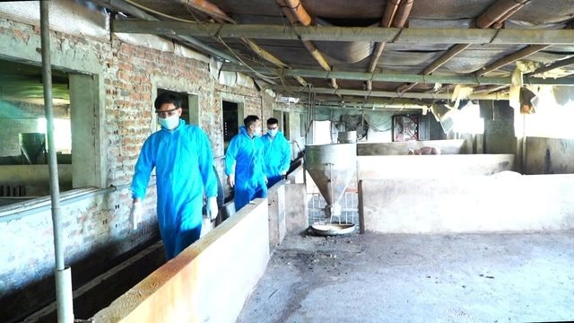 Hà Nội quyết liệt, đồng bộ phòng, chống bệnh dịch tả lợn châu Phi