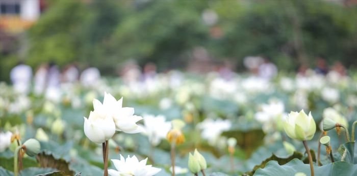 Một mùa sen để nhớ, một đời mẹ để thương