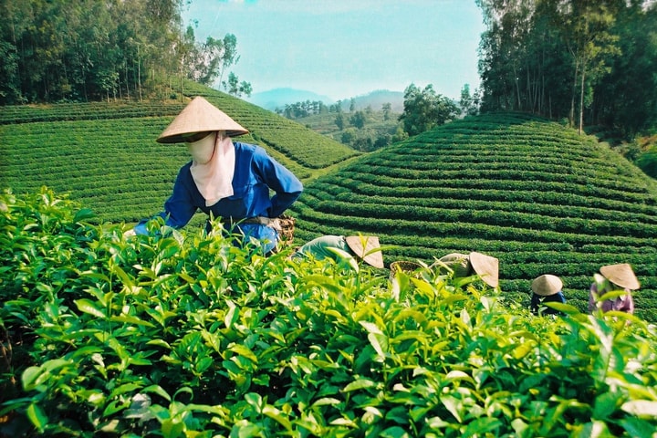 Lễ hội Trà Quốc tế - World Tea Fest 2025 l ần đầu tiên được tổ chức tại Việt Nam