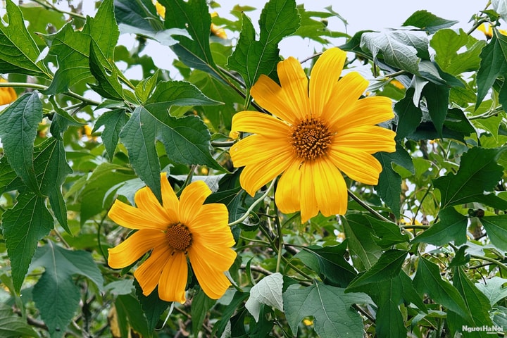 Hoa dã quỳ khoe sắc vàng rực rỡ giữa núi rừng Ba Vì