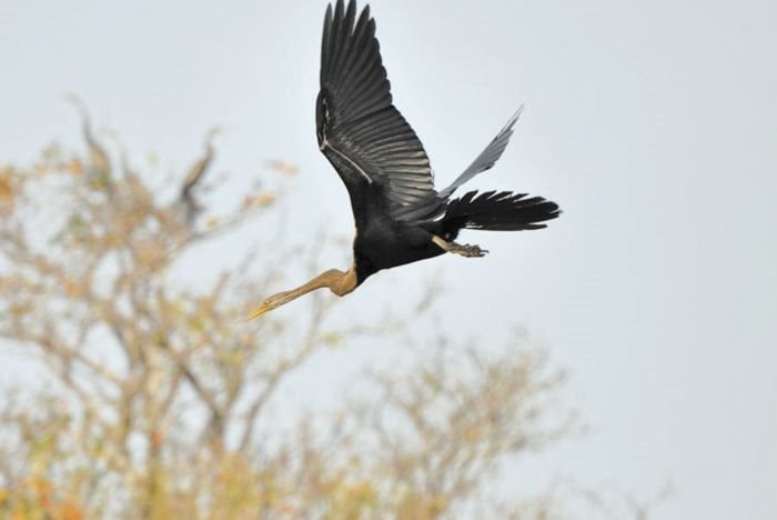 Điên điển cánh chim quê