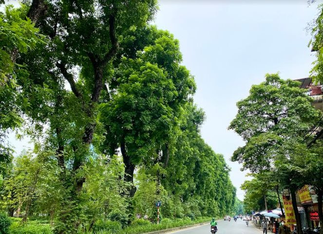 Thành phố Hà Nội tổ chức “Tết trồng cây đời đời nhớ ơn Bác Hồ” Xuân Bính Ngọ 2026