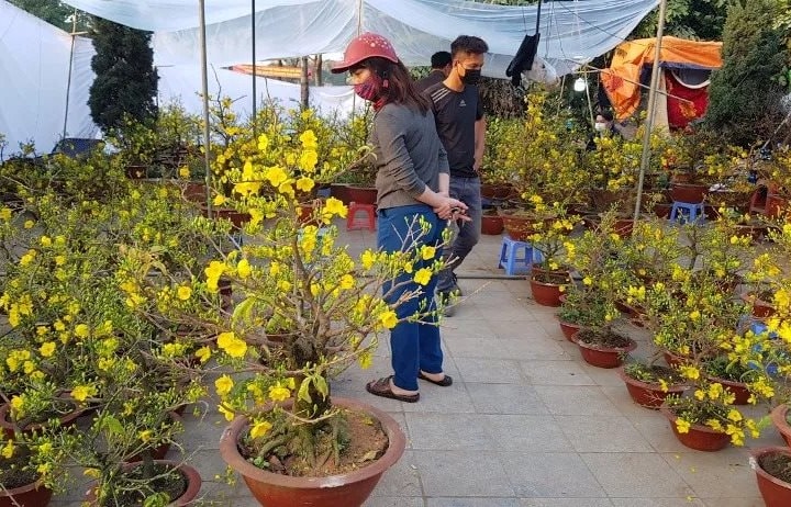 Phường Hoàng Mai tổ chức chợ hoa xuân phục vụ Tết Nguyên đán Bính Ngọ 2026