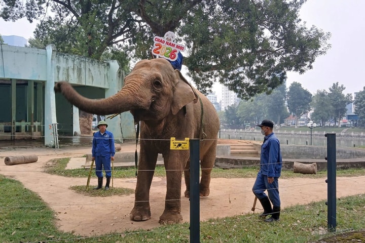 Vườn thú Hà Nội: Điểm hẹn mùa xuân hấp dẫn giữa lòng Thủ đô