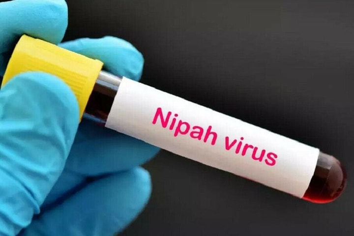 Hà Nội tăng cường giám sát phòng, chống dịch bệnh do vi rút Nipah
