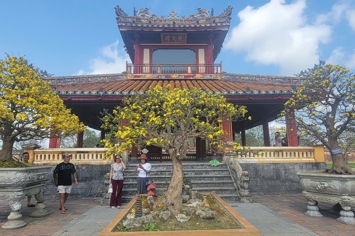 Gần 500 tác phẩm Hoàng mai cổ thụ khoe sắc vàng trước Kinh thành Huế