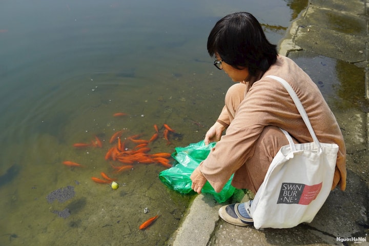 Thả cá ngày Ông Công Ông Táo: Gửi gắm ước mong cho một năm mới bình an, đủ đầy