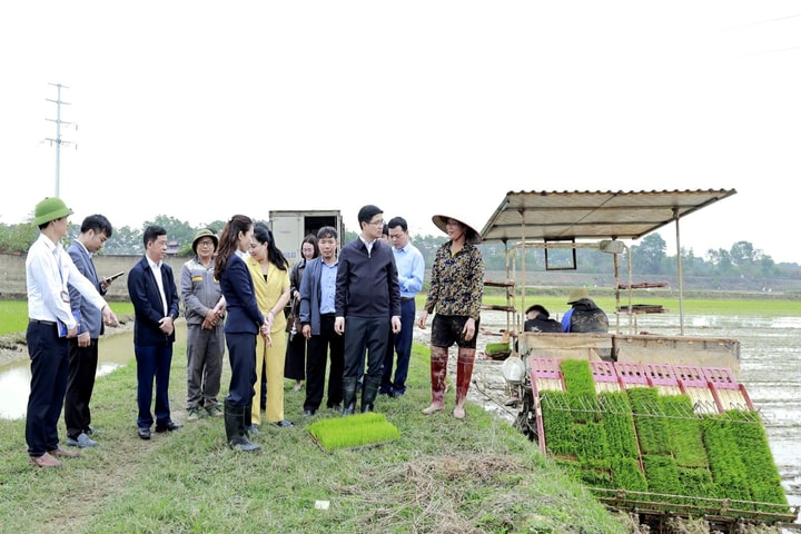 Lãnh đạo xã Đa Phúc xuống ruộng cùng nông dân gieo cấy vụ Xuân năm 2026