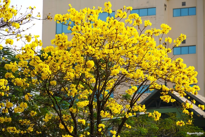 Hoa phong linh nhuộm vàng góc phố Hà Nội