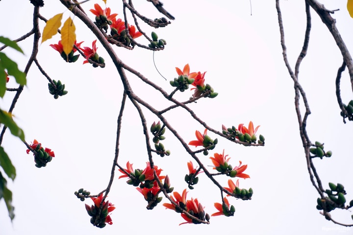 Hoa gạo khoe sắc thắm bên hồ Gươm cổ kính