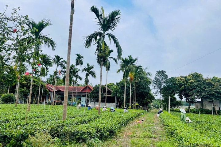 Xã Suối Hai (Hà Nội): Khi nội lực cộng hưởng cùng khát vọng về hệ sinh thái OCOP