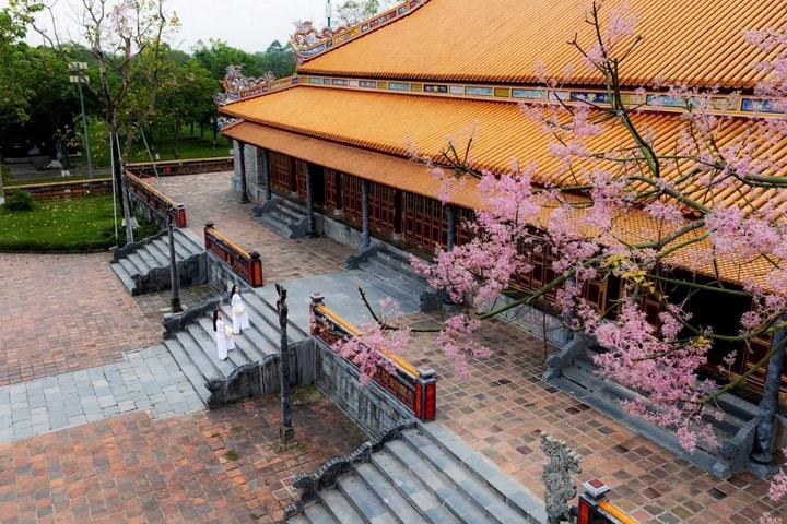 Chiêm ngưỡng vẻ đẹp trầm mặc của “Vương giả chi hoa” tại Huế