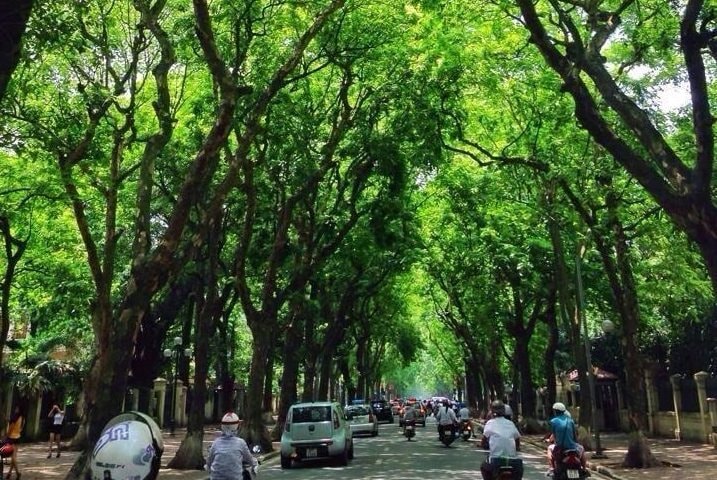 Hàng sấu già và chuyện nhặt phía sau tay lái