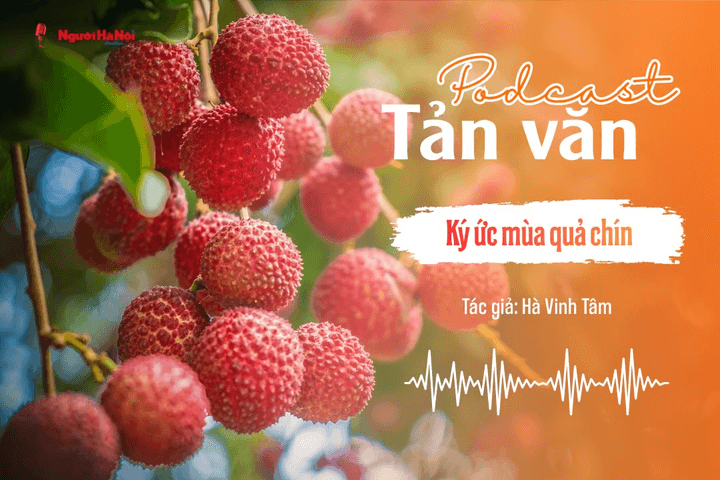 [Podcast] Tản văn: Ký ức mùa quả chín