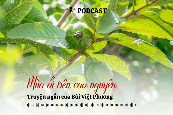 [Podcast] Truyện ngắn: Mùa ổi trên cao nguyên