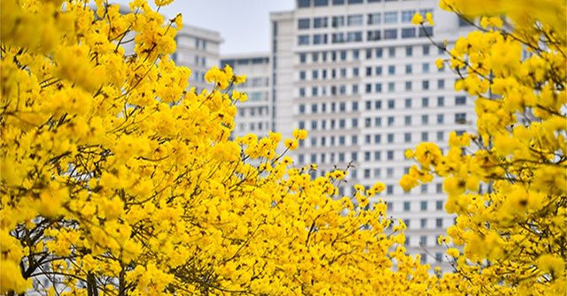 Dưới tán phong linh – những mùa xuân tuổi học trò