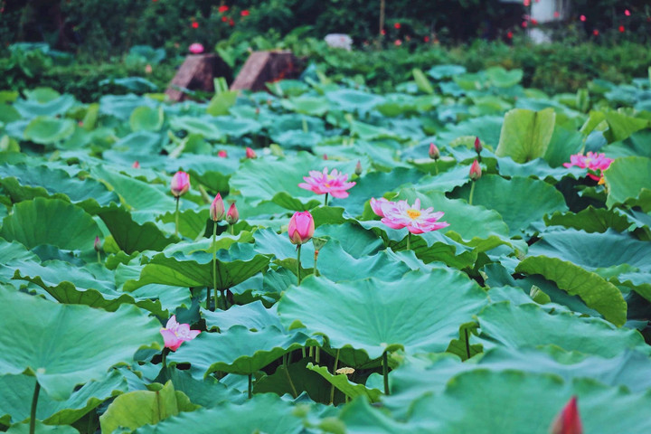 Hà Nội trong tôi những ngày tháng 6