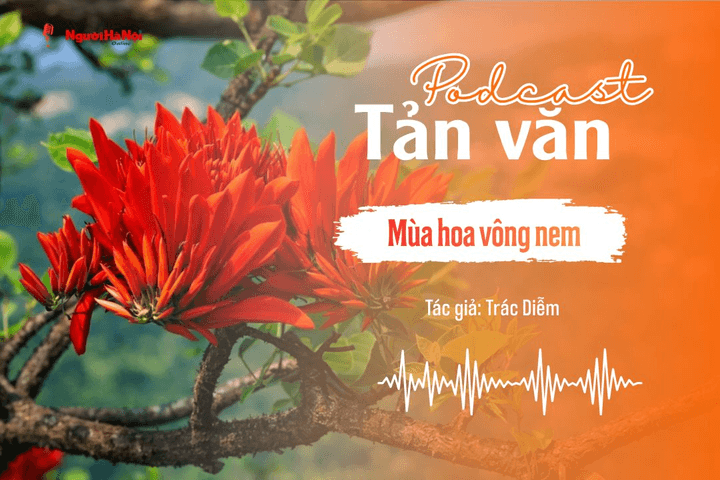 [Podcast] Tản văn: Mùa hoa vông nem