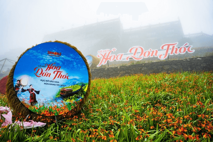 Choáng ngợp thảm hoa dơn thóc trên đỉnh Fansipan