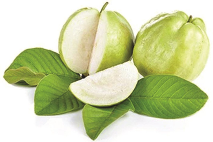 Hương ổi mùa thu